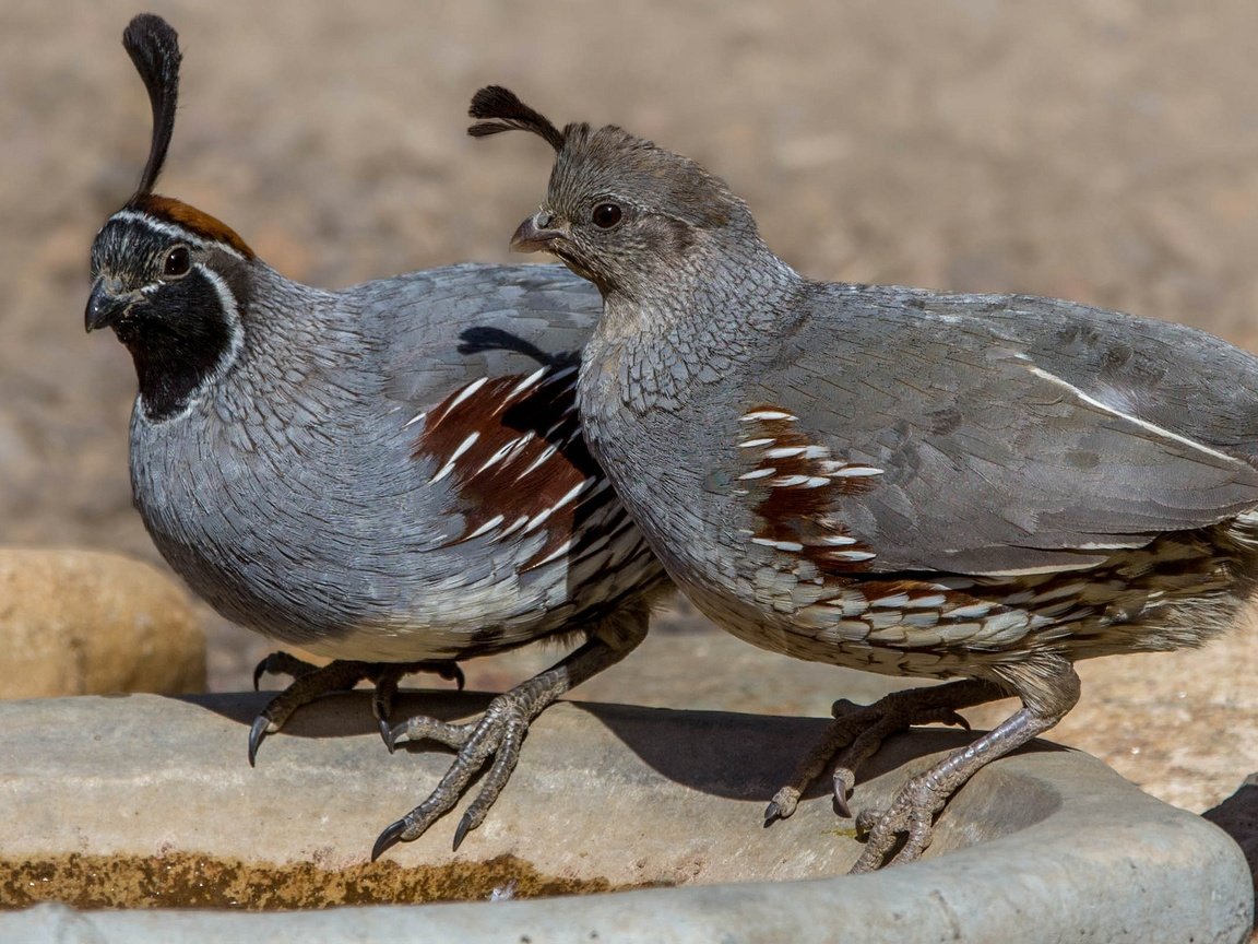 Обои птица, пара, перепел, шлемоносный хохлатый перепел, bird, pair, quail, common quail crested разрешение 2048x1366 Загрузить