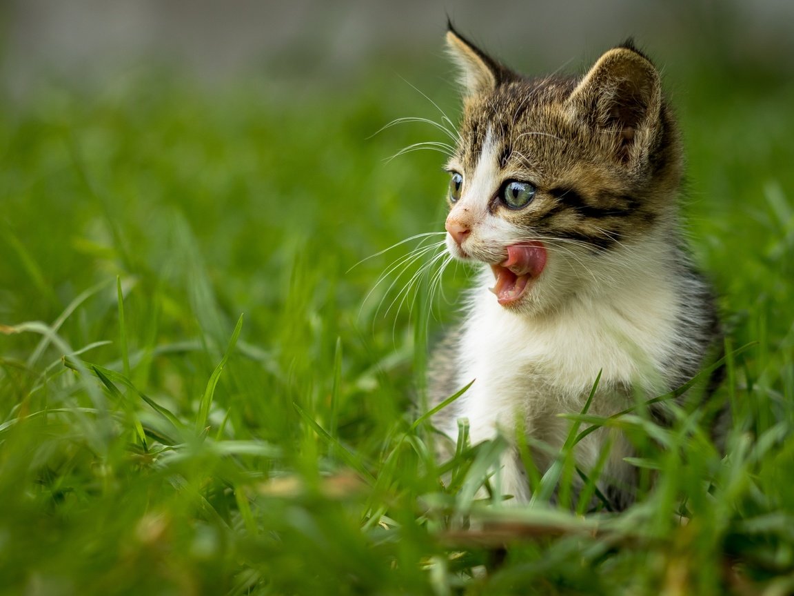 Обои трава, кот, мордочка, усы, кошка, взгляд, котенок, язык, grass, cat, muzzle, mustache, look, kitty, language разрешение 4501x3001 Загрузить