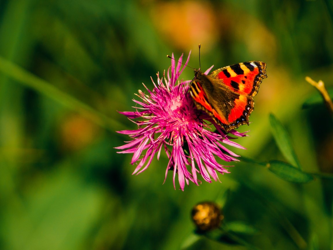 Обои трава, растения, насекомое, цветок, лето, бабочка, крылья, grass, plants, insect, flower, summer, butterfly, wings разрешение 4604x2902 Загрузить