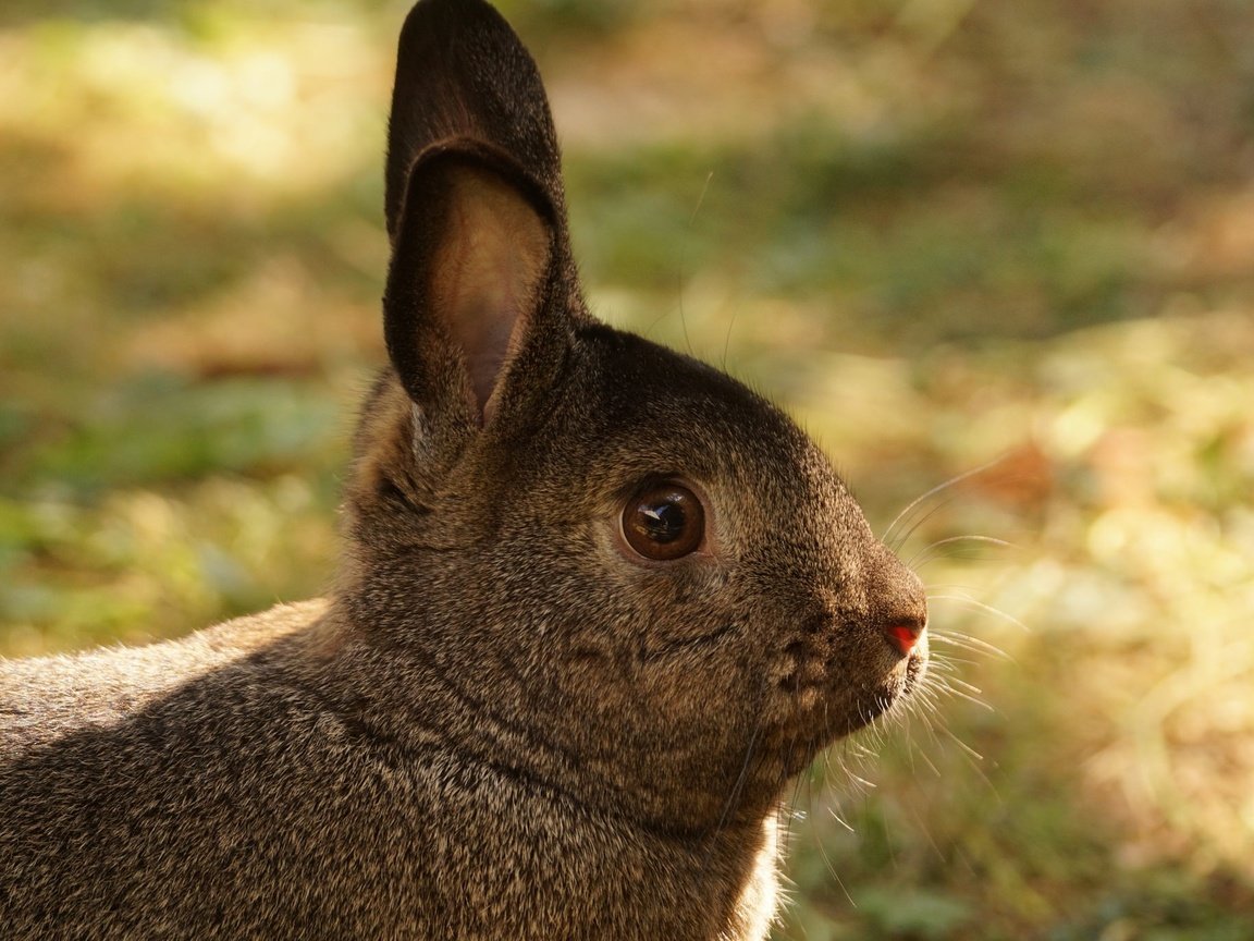 Обои трава, мордочка, взгляд, ушки, кролик, заяц, grass, muzzle, look, ears, rabbit, hare разрешение 2048x1365 Загрузить