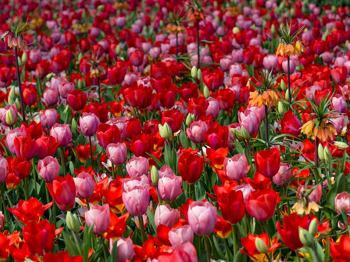 Обои цветение, бутоны, листья, лепестки, тюльпаны, яркость, flowering, buds, leaves, petals, tulips, brightness разрешение 2048x1367 Загрузить