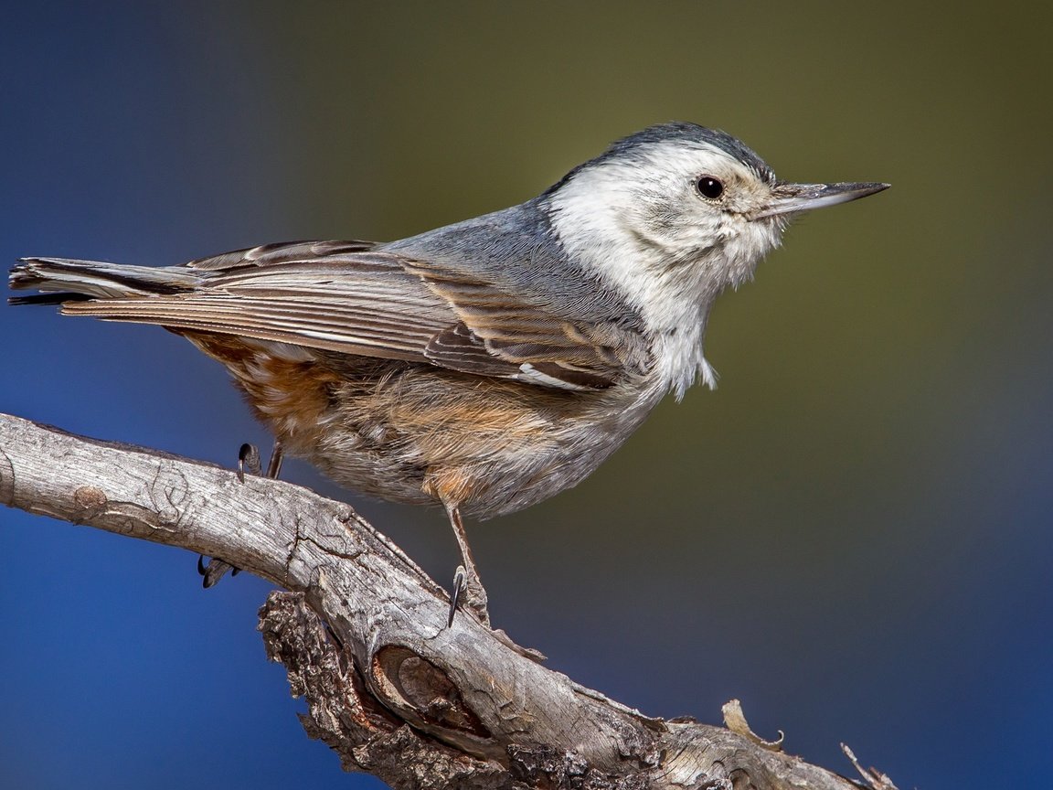 Обои ветка, птица, клюв, поползень, каролинский поползень, branch, bird, beak, nuthatch, the carolina nuthatch разрешение 2048x1295 Загрузить