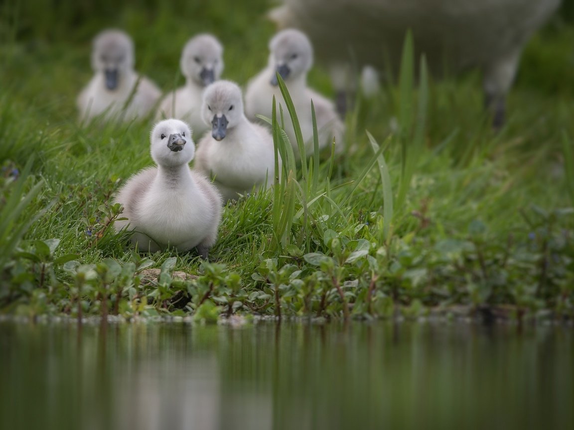 Обои трава, вода, птицы, пруд, лебедь, птенцы, grass, water, birds, pond, swan, chicks разрешение 2000x1333 Загрузить