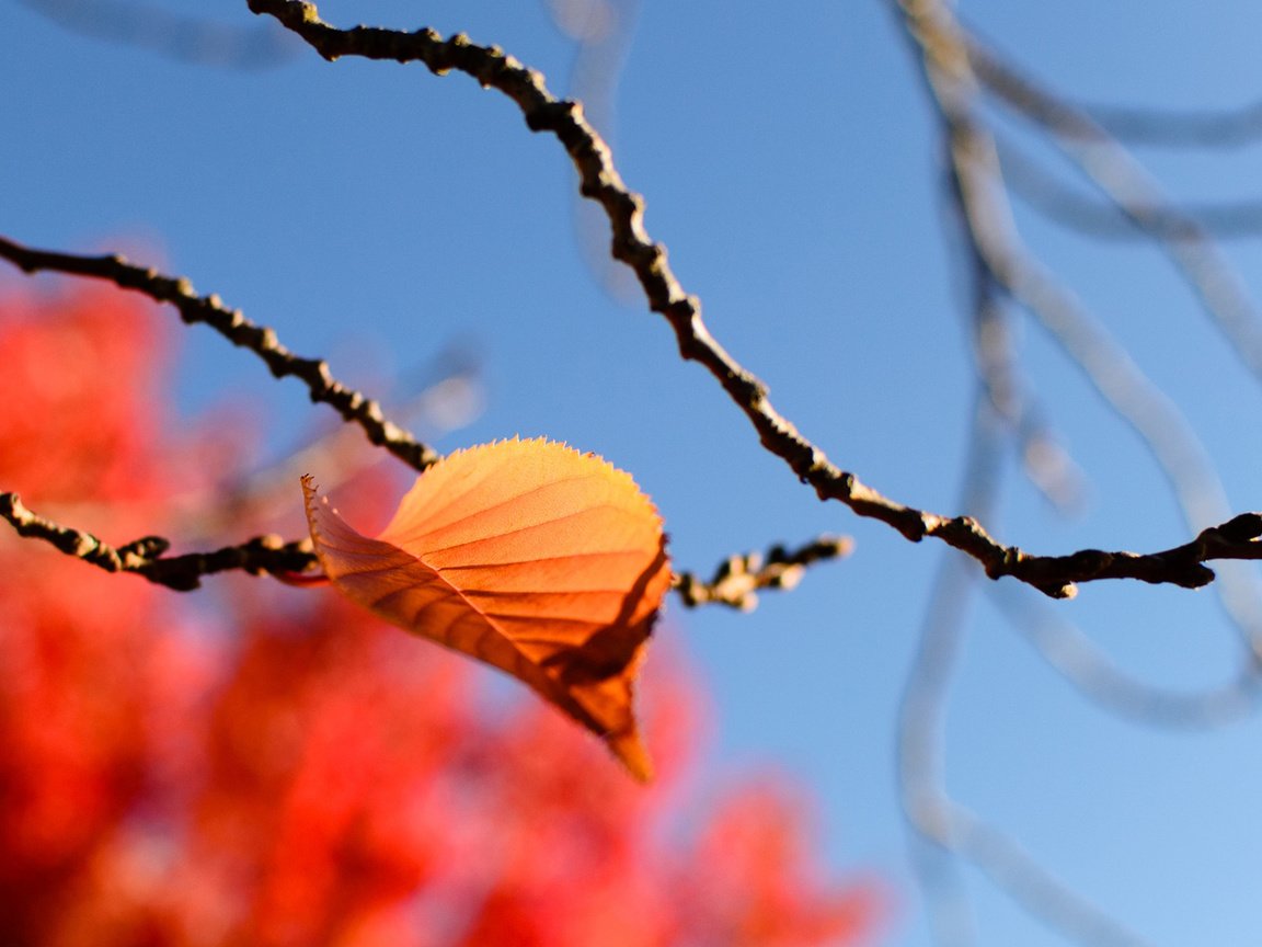 Обои небо, листья, макро, ветки, осень, размытость, quang vu, the sky, leaves, macro, branches, autumn, blur разрешение 1920x1200 Загрузить