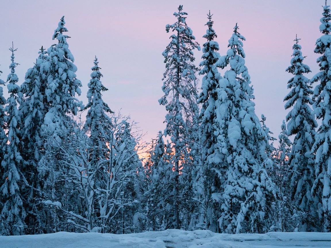 Обои деревья, снег, природа, лес, зима, ели, trees, snow, nature, forest, winter, ate разрешение 3840x2400 Загрузить