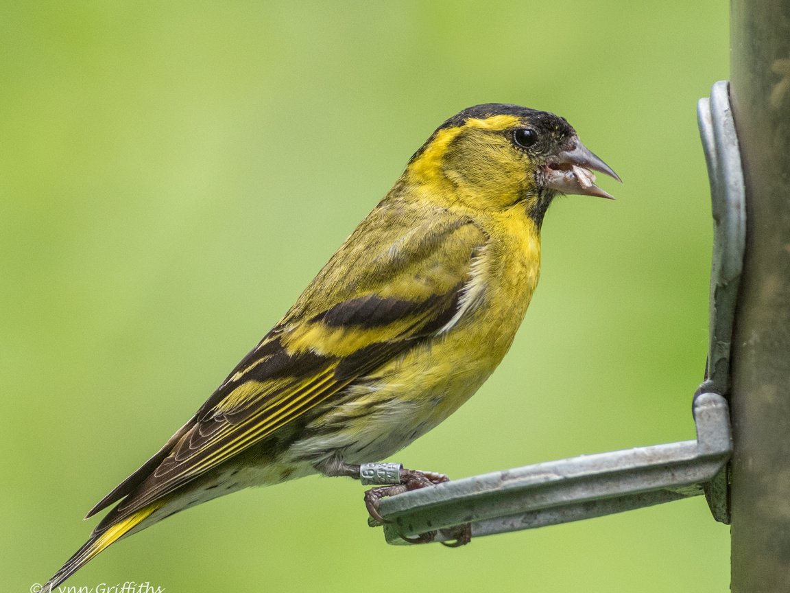 Обои птица, клюв, перья, lynn griffiths, чиж, bird, beak, feathers, siskin разрешение 2316x1928 Загрузить