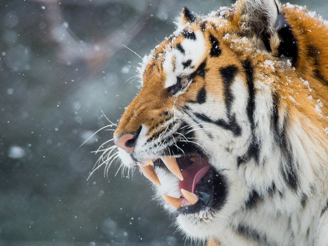 Обои тигр, морда, снег, зима, хищник, оскал, tiger, face, snow, winter, predator, grin разрешение 1920x1200 Загрузить