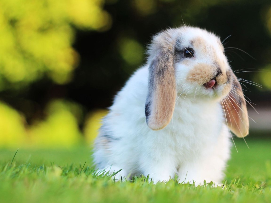 Обои трава, мордочка, взгляд, кролик, уши, заяц, грызун, grass, muzzle, look, rabbit, ears, hare, rodent разрешение 1920x1200 Загрузить
