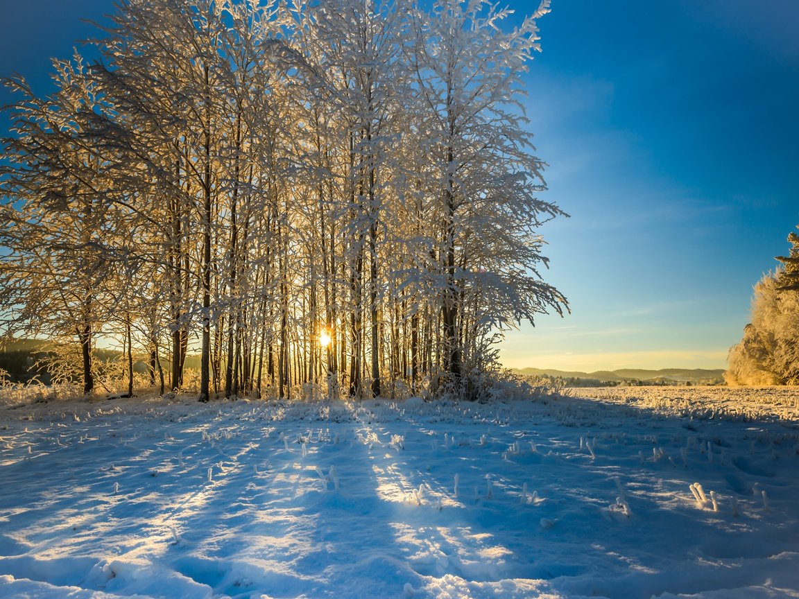 Обои небо, деревья, снег, природа, лес, зима, утро, the sky, trees, snow, nature, forest, winter, morning разрешение 1920x1200 Загрузить