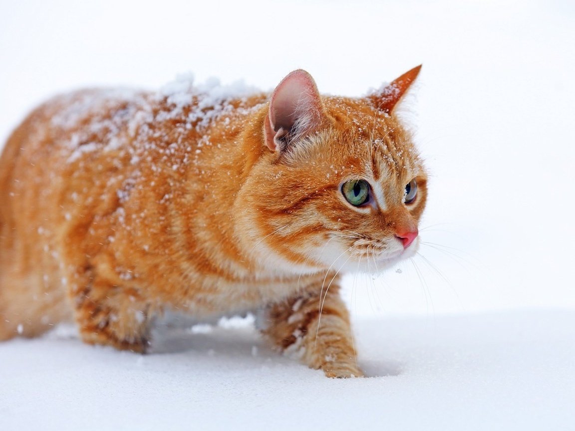 Обои снег, зима, кот, мордочка, усы, кошка, взгляд, рыжий, snow, winter, cat, muzzle, mustache, look, red разрешение 1920x1080 Загрузить