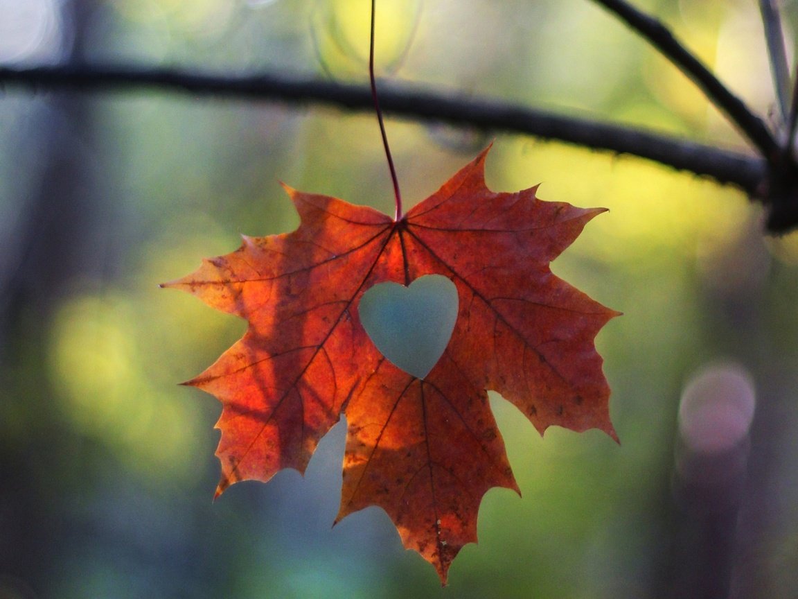 Обои макро, ветки, сердечко, осень, лист, macro, branches, heart, autumn, sheet разрешение 1920x1200 Загрузить