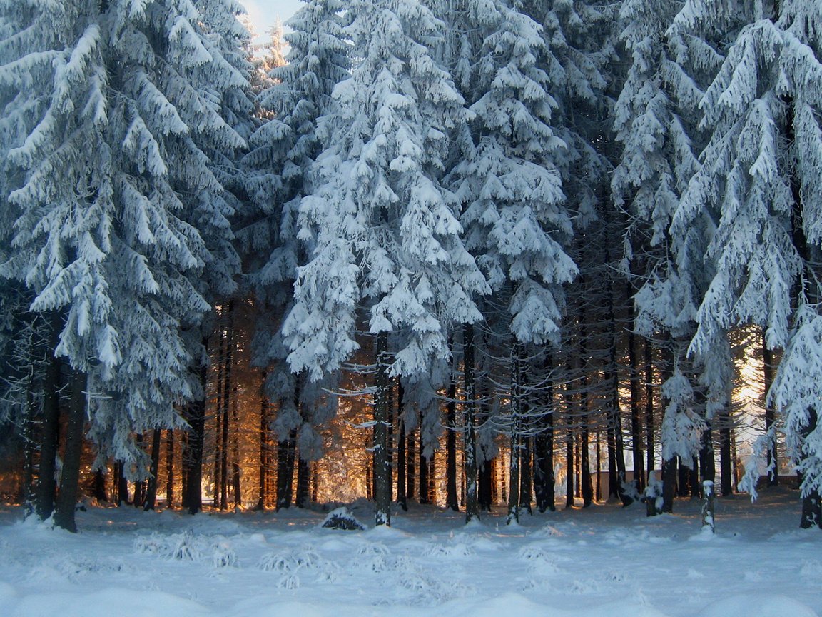 Обои снег, природа, лес, зима, иней, snow, nature, forest, winter, frost разрешение 1920x1200 Загрузить