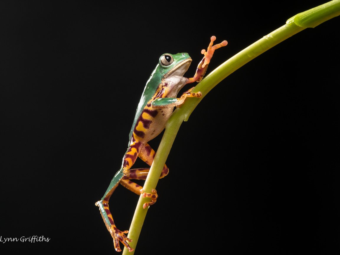 Обои лягушка, черный фон, растение, стебель, лапки, lynn griffiths, frog, black background, plant, stem, legs разрешение 5164x3443 Загрузить