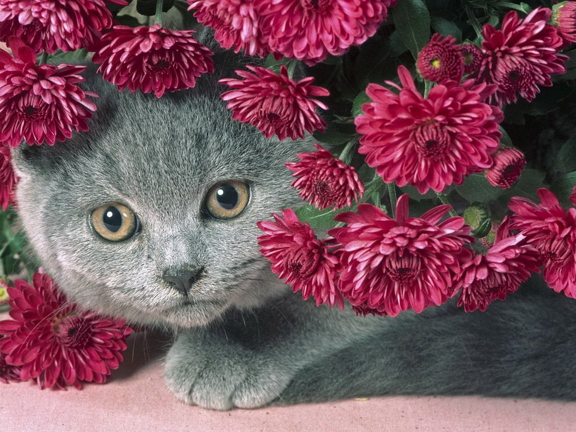 Обои цветы, кот, серый, красивый, сиреневые, пухлый котик, flowers, cat, grey, beautiful, lilac, chubby kitty разрешение 1920x1200 Загрузить
