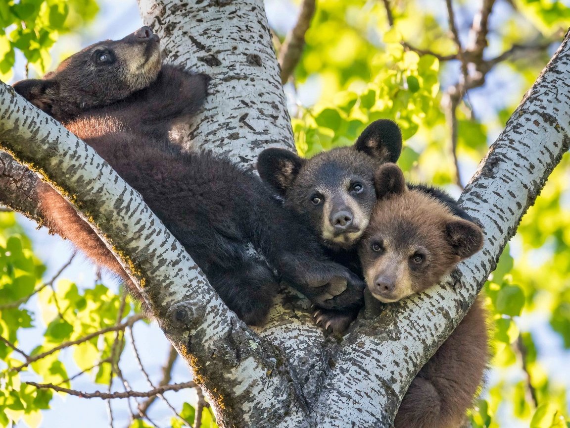 Обои дерево, медведи, на дереве, медвежата, троица, tree, bears, on the tree, trinity разрешение 1920x1200 Загрузить