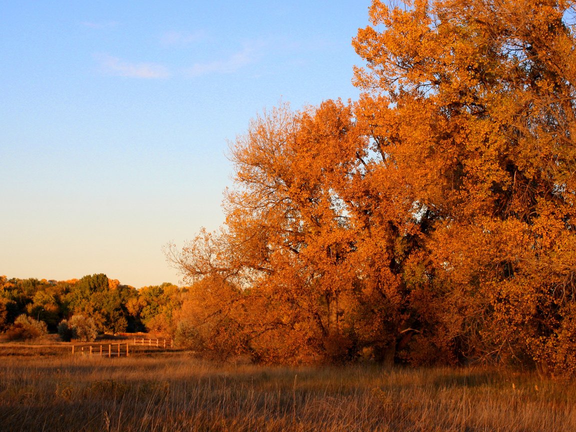 Обои деревья, природа, лес, парк, осень, trees, nature, forest, park, autumn разрешение 3840x2400 Загрузить