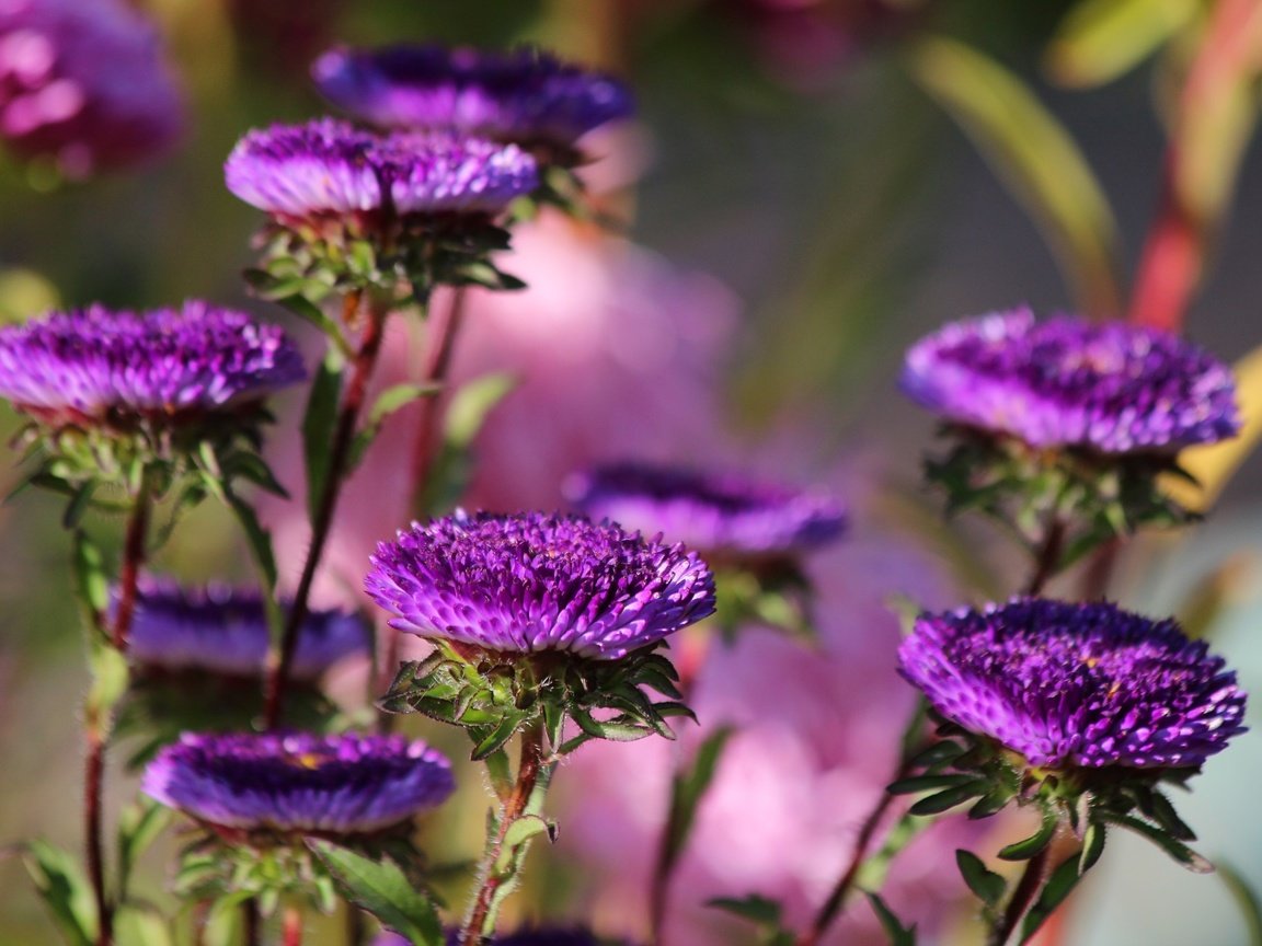 Обои цветы, цветение, осень, астры, flowers, flowering, autumn, asters разрешение 2048x1365 Загрузить