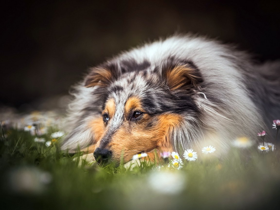 Обои цветы, лето, взгляд, собака, друг, колли, flowers, summer, look, dog, each, collie разрешение 1920x1080 Загрузить