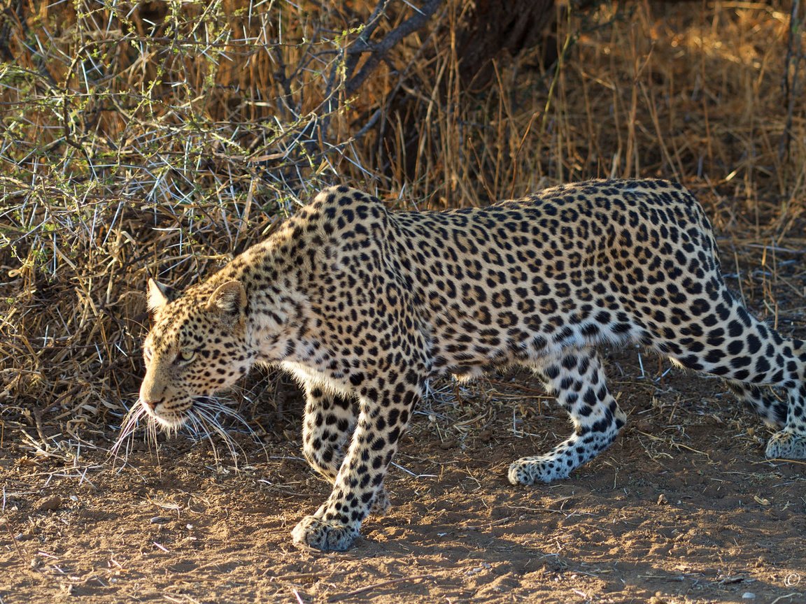 Обои леопард, крадётся, leopard, sneaks разрешение 1920x1080 Загрузить