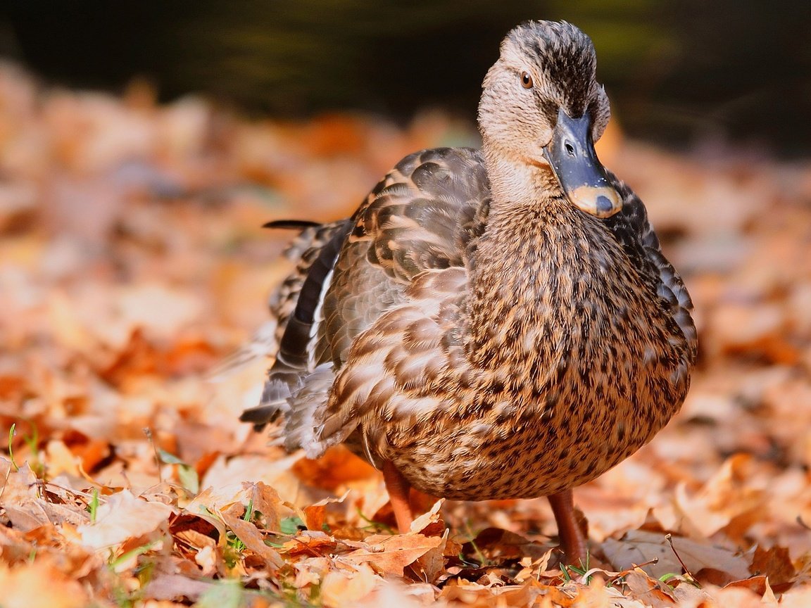 Обои природа, листва, осень, птица, перья, утка, осенние листья, nature, foliage, autumn, bird, feathers, duck, autumn leaves разрешение 2400x1350 Загрузить