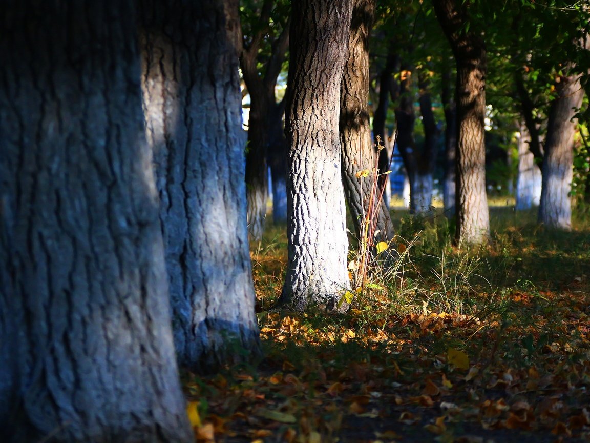 Обои трава, деревья, листья, стволы, осень, осенние листья, grass, trees, leaves, trunks, autumn, autumn leaves разрешение 1920x1280 Загрузить