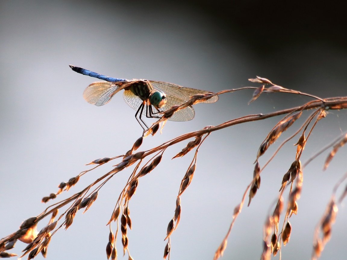 Обои трава, насекомое, крылья, стрекоза, колоски, grass, insect, wings, dragonfly, spikelets разрешение 1920x1328 Загрузить