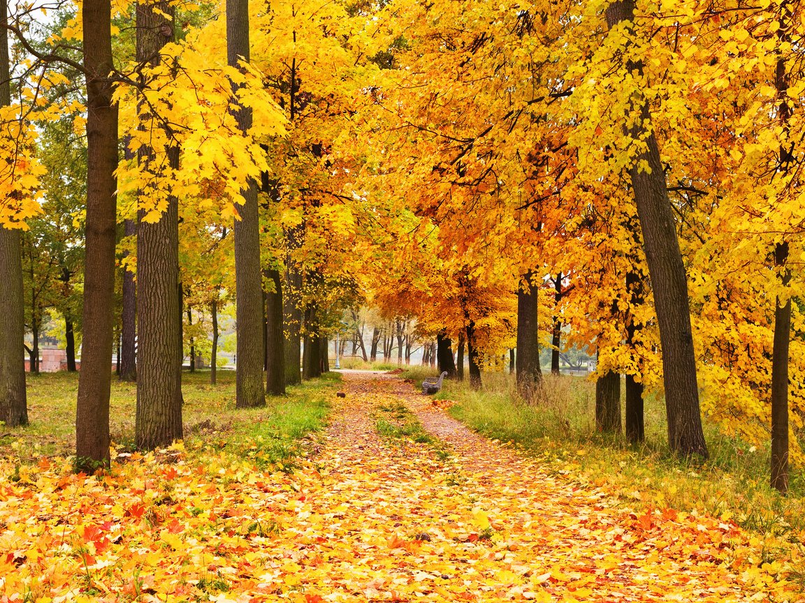 Обои деревья, природа, лес, листья, парк, осень, аллея, trees, nature, forest, leaves, park, autumn, alley разрешение 3840x2400 Загрузить