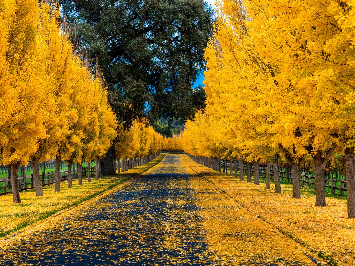 Обои дорога, деревья, природа, листья, парк, осень, забор, аллея, road, trees, nature, leaves, park, autumn, the fence, alley разрешение 3840x2400 Загрузить