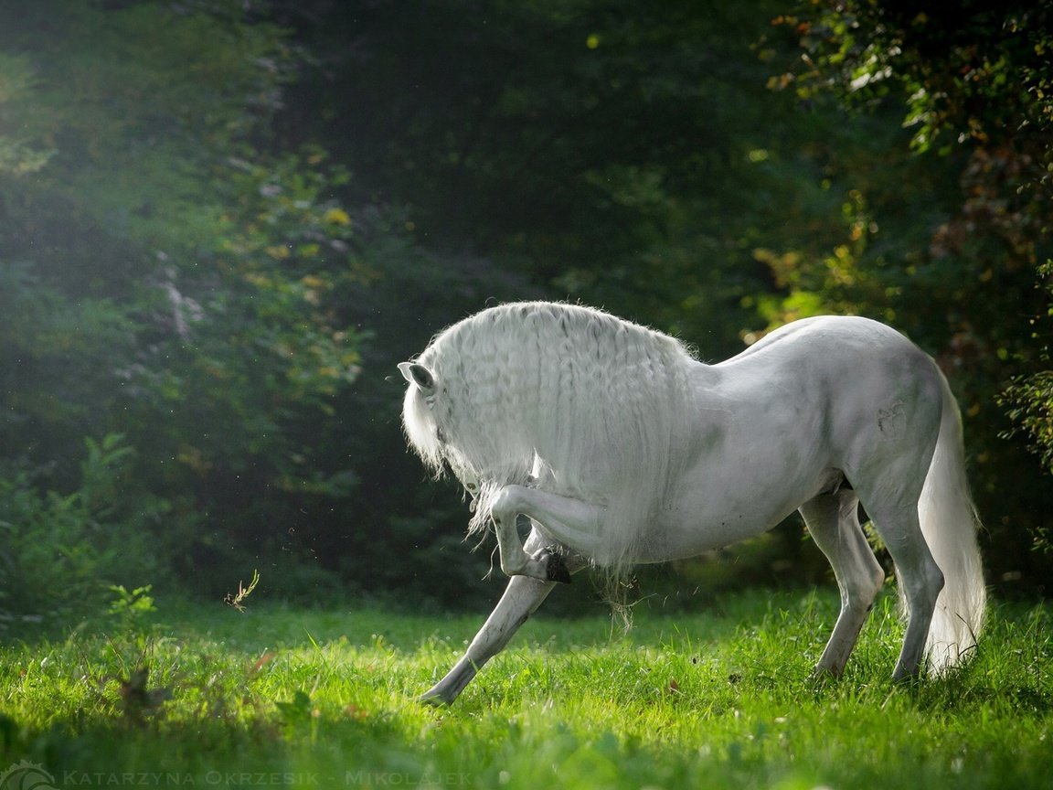 Обои лошадь, трава, деревья, конь, грива, horse, grass, trees, mane разрешение 1920x1200 Загрузить