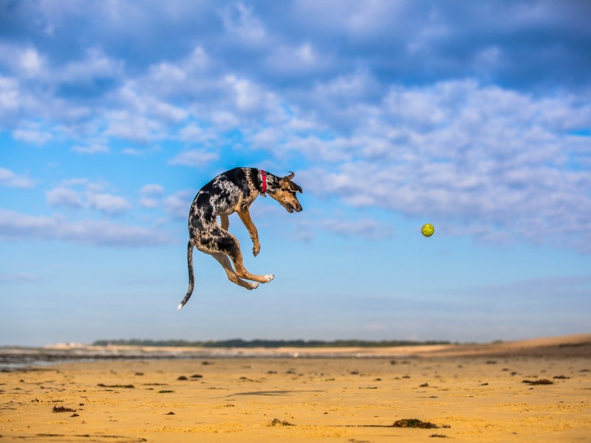 Обои небо, природа, песок, собака, прыжок, игра, мяч, мячик, paul loader, the sky, nature, sand, dog, jump, the game, the ball разрешение 2048x1365 Загрузить