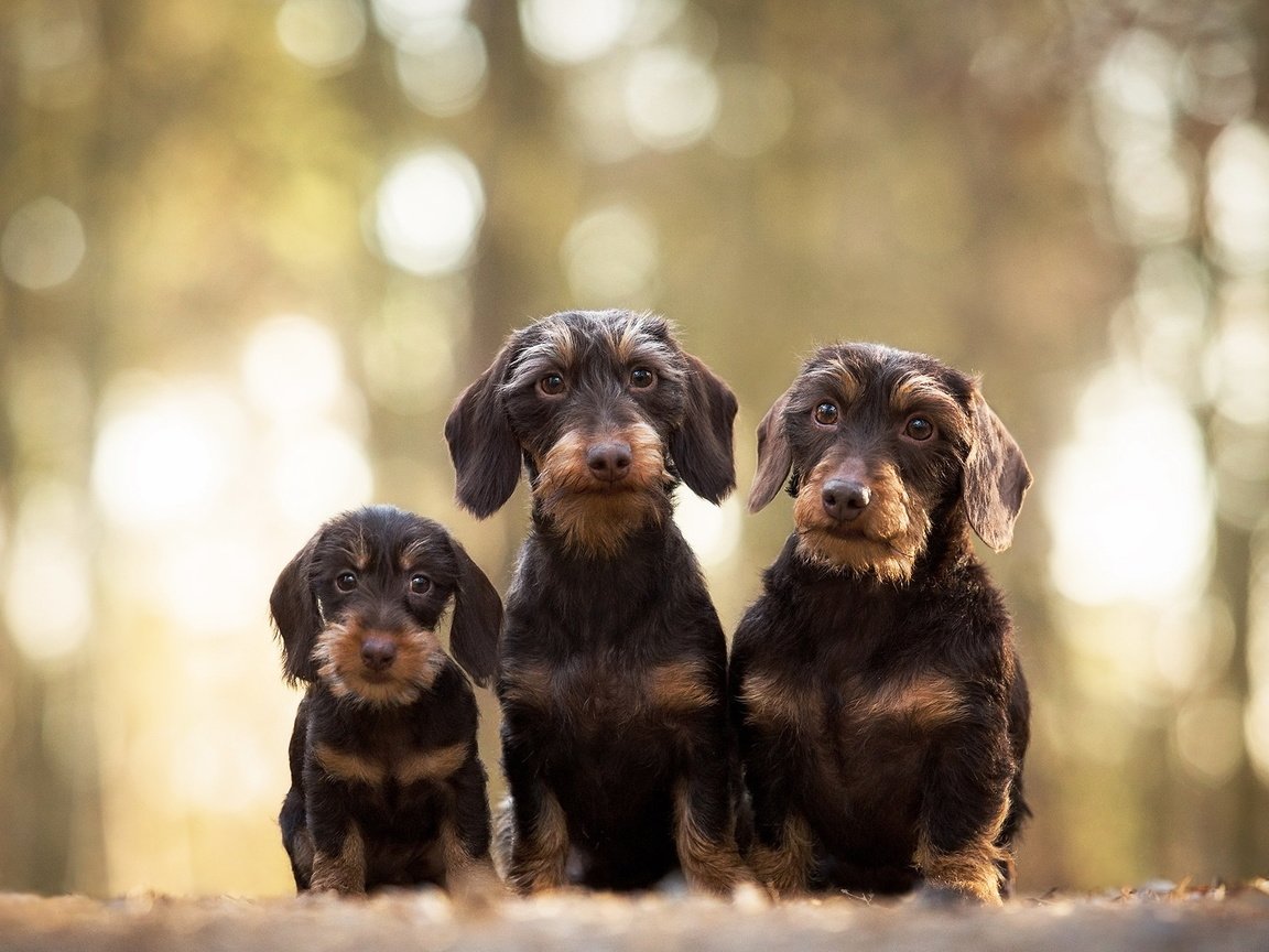 Обои взгляд, щенок, такса, собаки, мордочки, жесткошерстная такса, look, puppy, dachshund, dogs, faces, wire-haired dachshund разрешение 2047x1269 Загрузить