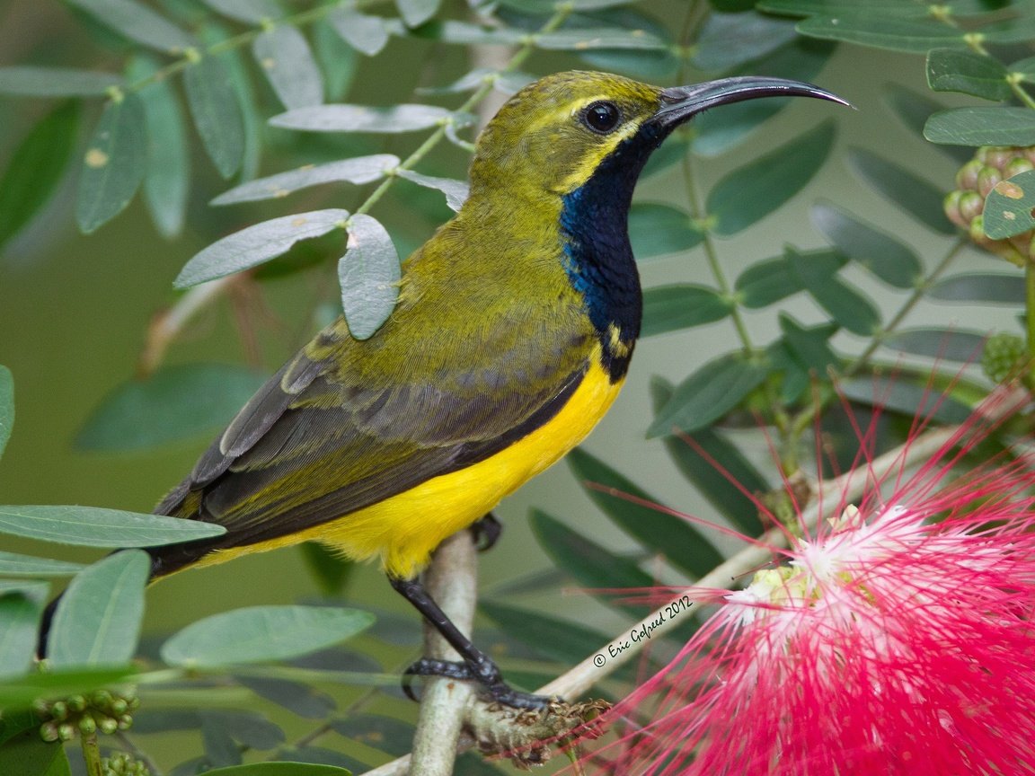 Обои цветок, птица, клюв, нектарница, желтогорлая нектарница, flower, bird, beak, the sunbird, jeltocorna double разрешение 2048x1375 Загрузить