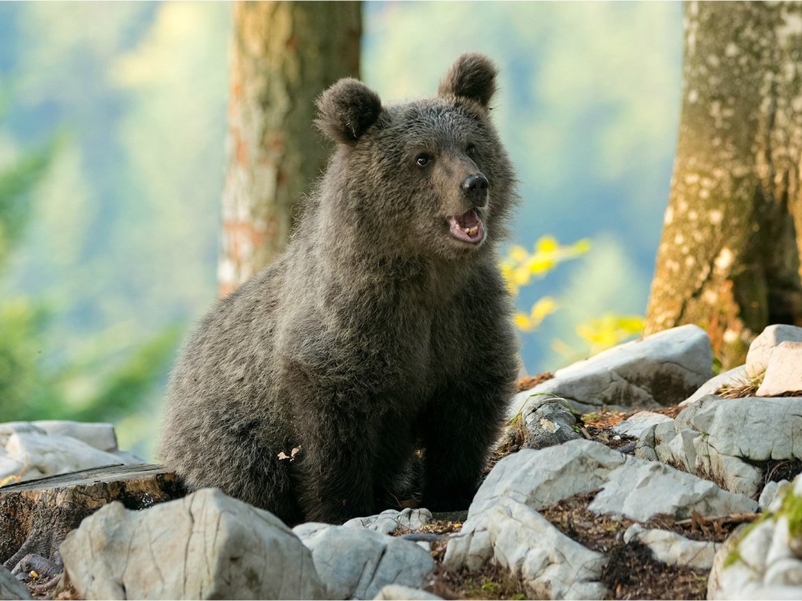 Обои деревья, природа, камни, медведь, детеныш, медвежонок, боке, trees, nature, stones, bear, cub, bokeh разрешение 1920x1282 Загрузить