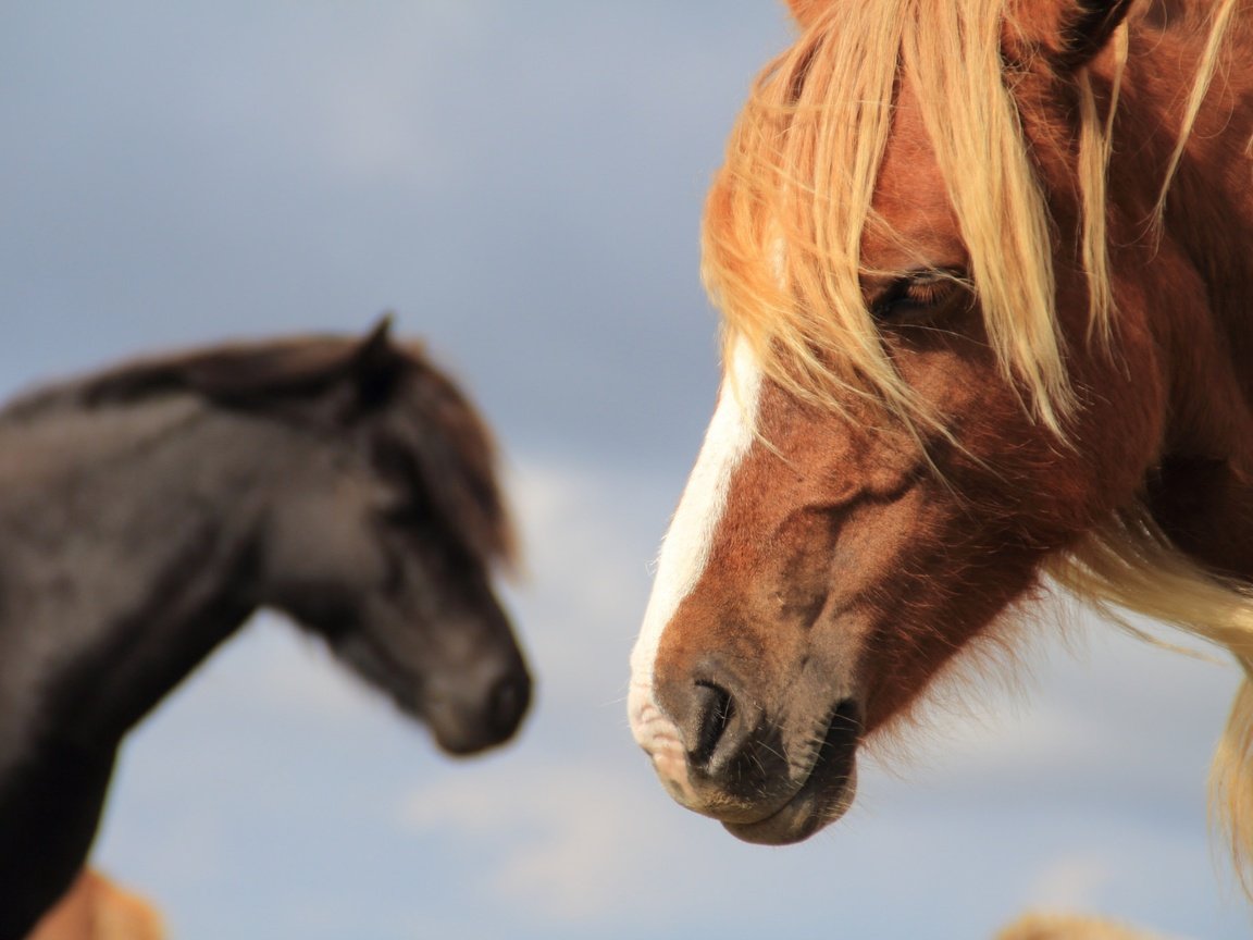 Обои лошадь, фон, конь, грива, horse, background, mane разрешение 2048x1365 Загрузить