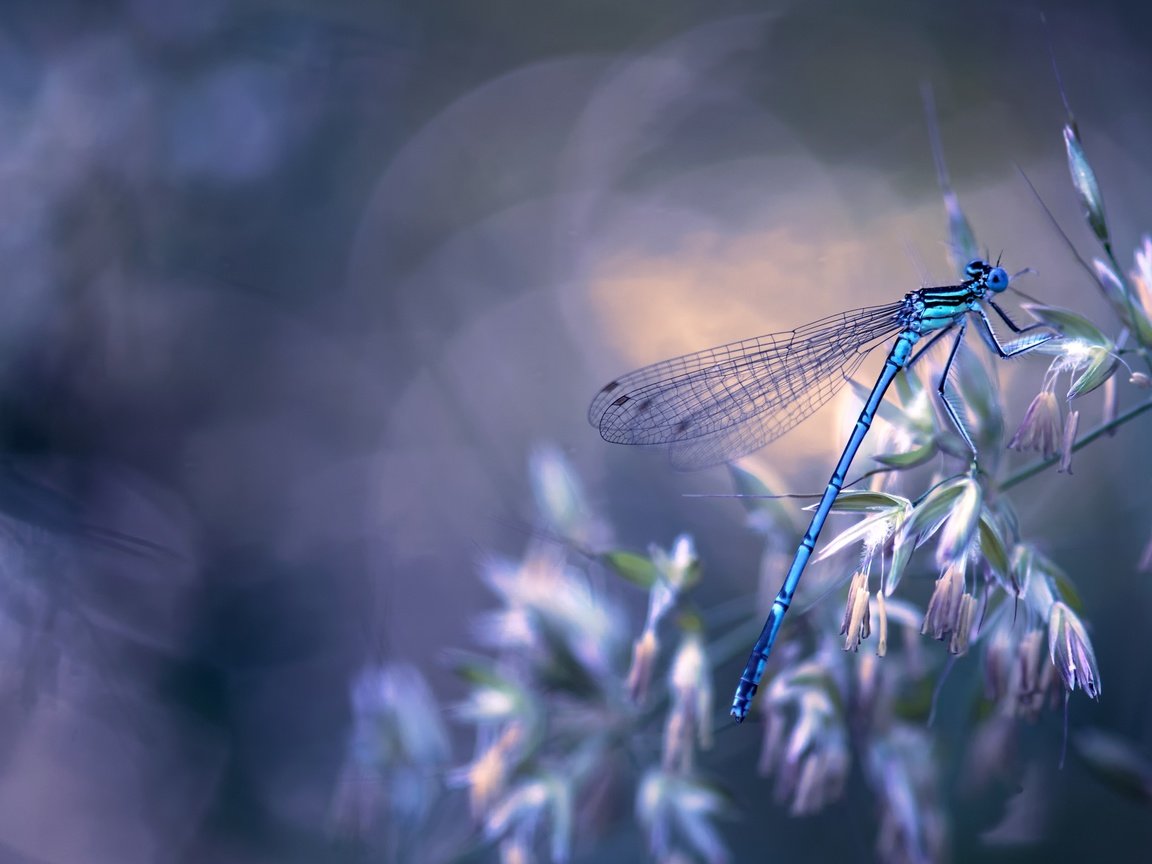 Обои природа, макро, насекомое, крылья, стрекоза, боке, травинка, nature, macro, insect, wings, dragonfly, bokeh, a blade of grass разрешение 4043x2682 Загрузить