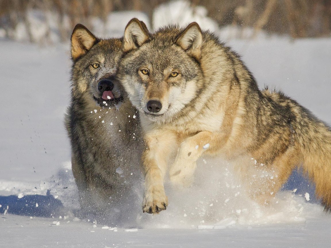 Обои снег, зима, хищники, волки, mlalancettee, snow, winter, predators, wolves разрешение 1920x1200 Загрузить