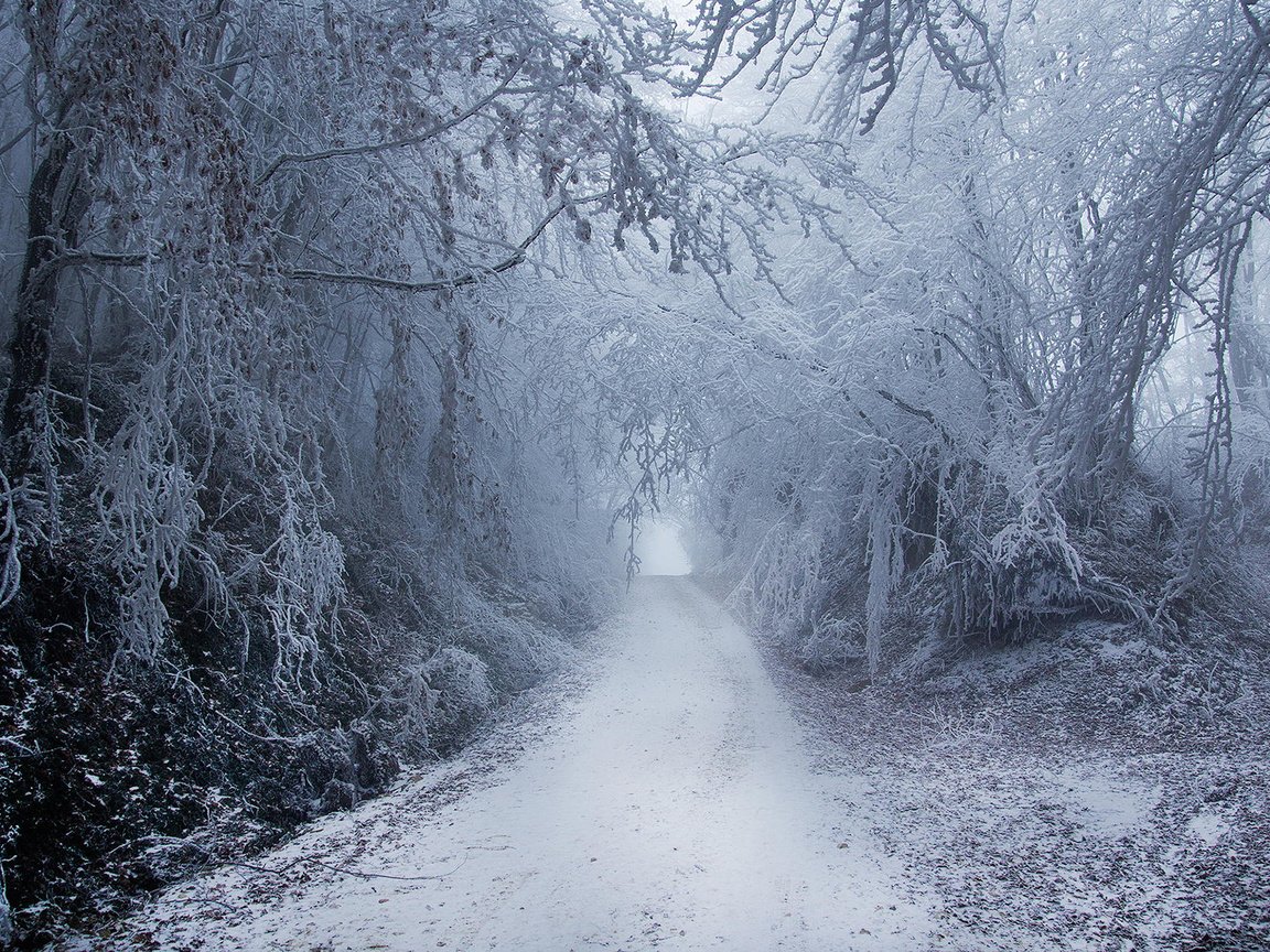 Обои деревья, природа, лес, зима, парк, туман, ветки, иней, trees, nature, forest, winter, park, fog, branches, frost разрешение 1920x1200 Загрузить