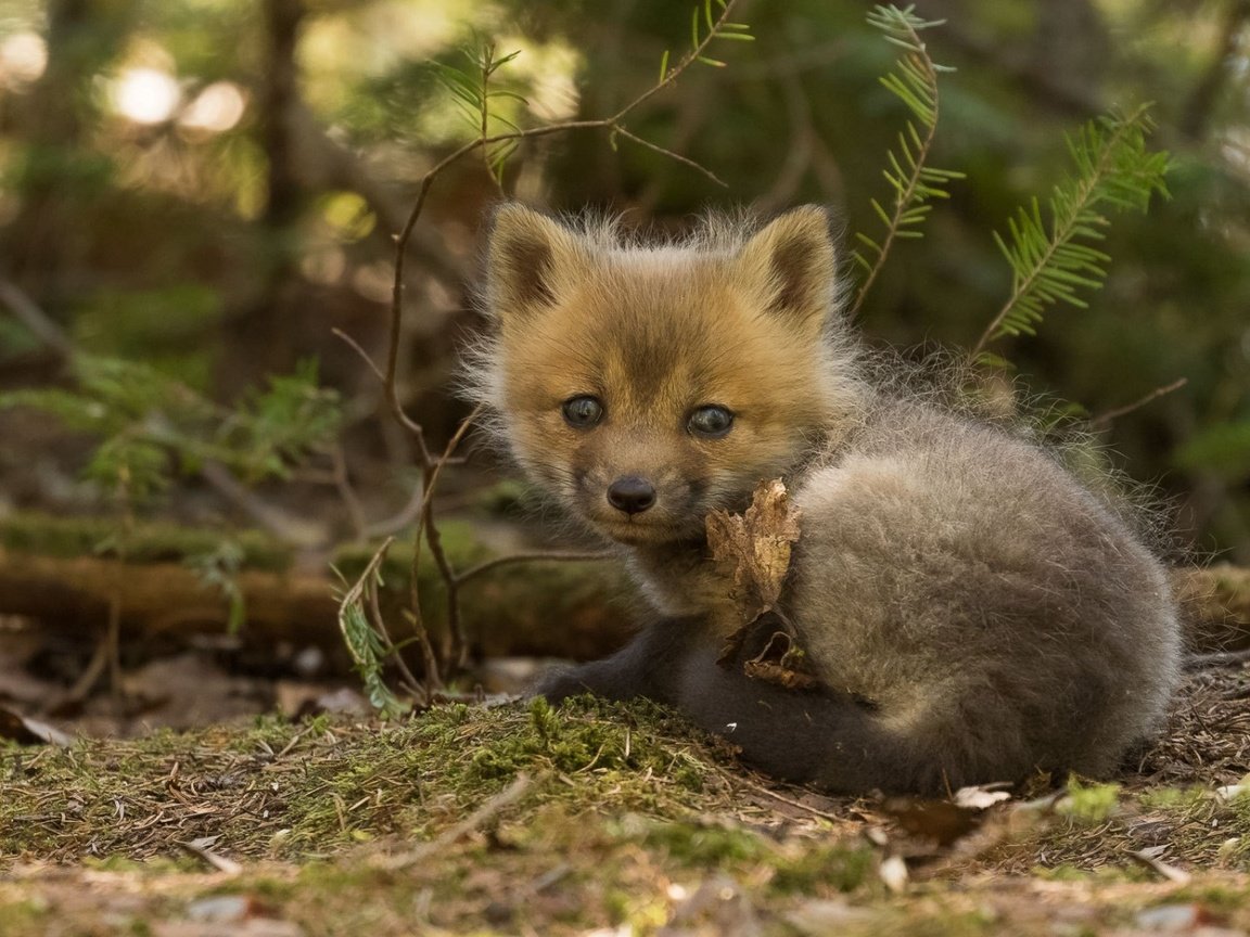 Обои лиса, лисица, детеныш, лисенок, fox, cub разрешение 1920x1080 Загрузить