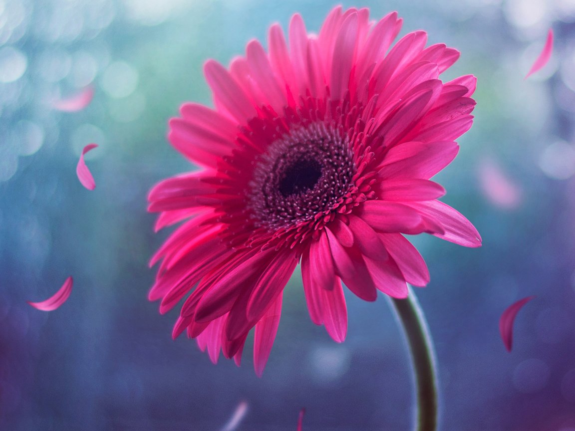 Обои цветок, лепестки, розовый, стебель, боке, гербера, flower, petals, pink, stem, bokeh, gerbera разрешение 1920x1200 Загрузить