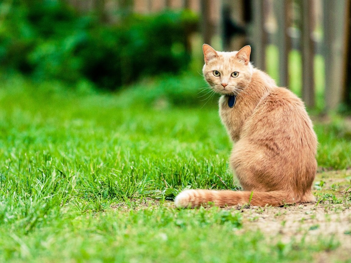 Обои трава, кот, мордочка, усы, кошка, взгляд, grass, cat, muzzle, mustache, look разрешение 1920x1200 Загрузить