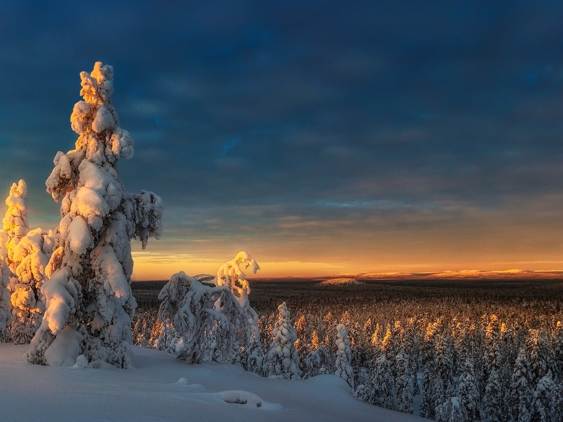 Обои небо, деревья, снег, природа, лес, закат, зима, the sky, trees, snow, nature, forest, sunset, winter разрешение 1920x1200 Загрузить