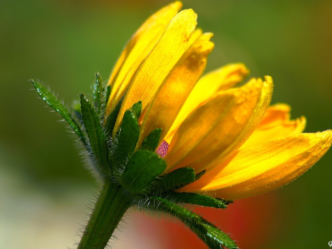 Обои желтый, макро, фон, цветок, лепестки, стебель, yellow, macro, background, flower, petals, stem разрешение 5456x3630 Загрузить