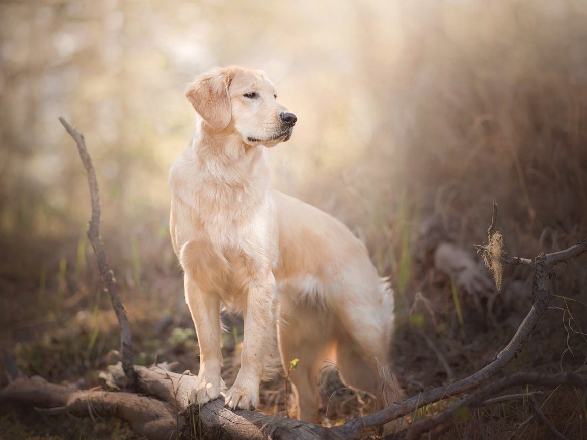 Обои ветки, собака, боке, золотистый ретривер, branches, dog, bokeh, golden retriever разрешение 1920x1200 Загрузить