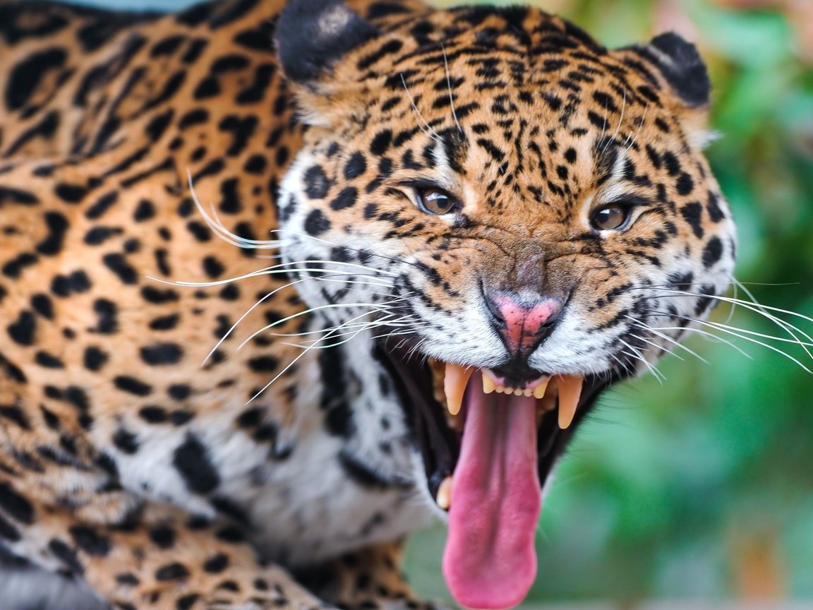 Обои морда, леопард, клыки, хищник, язык, face, leopard, fangs, predator, language разрешение 2560x1440 Загрузить