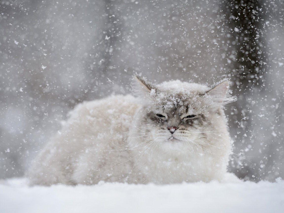 Обои снег, зима, кот, мордочка, усы, кошка, взгляд, снегопад, snow, winter, cat, muzzle, mustache, look, snowfall разрешение 2880x1800 Загрузить