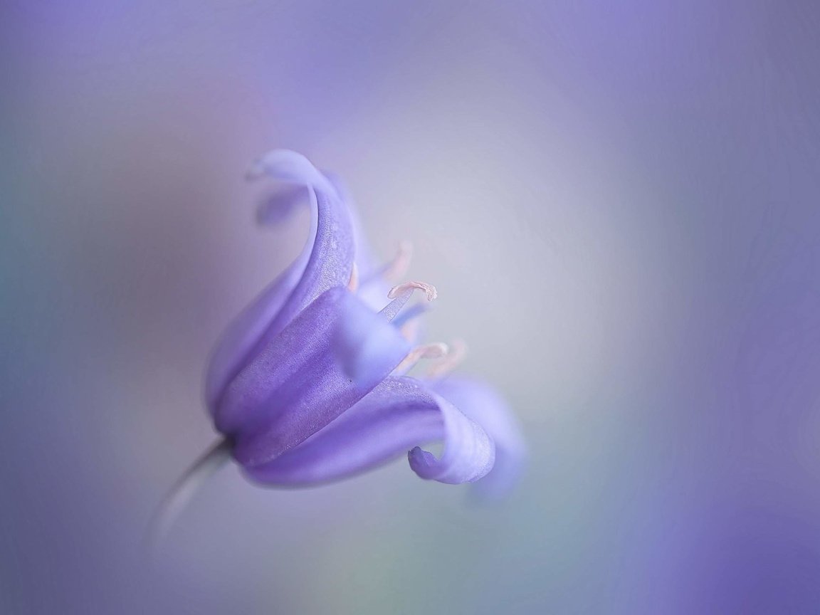 Обои макро, цветок, размытость, колокольчик, macro, flower, blur, bell разрешение 2560x1600 Загрузить