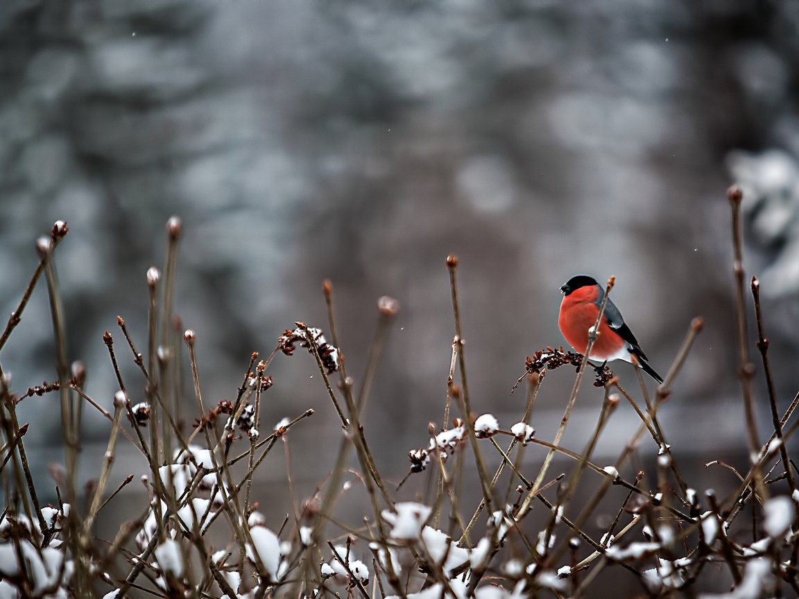 Обои снег, ветки, птица, перья, снегирь, snow, branches, bird, feathers, bullfinch разрешение 2048x1366 Загрузить