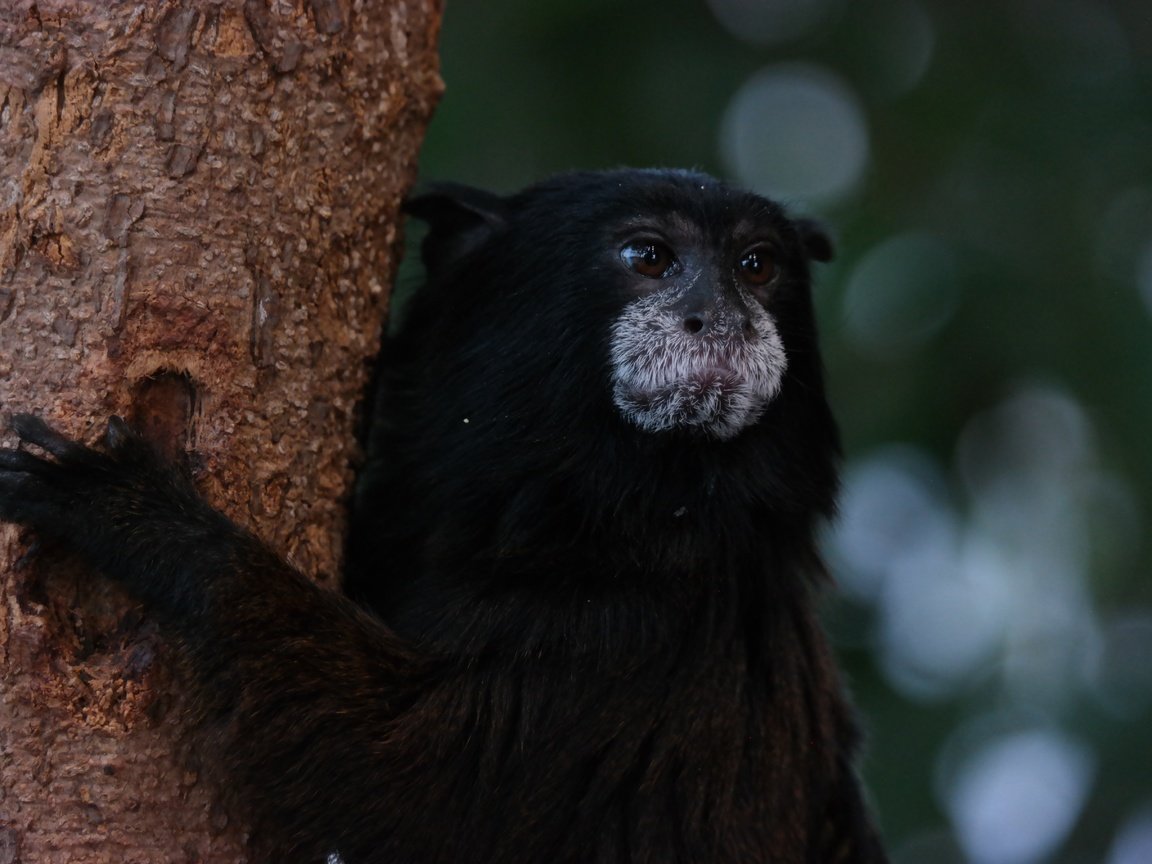 Обои дерево, животное, обезьяна, тамарин, tree, animal, monkey, tamarin разрешение 5472x3648 Загрузить