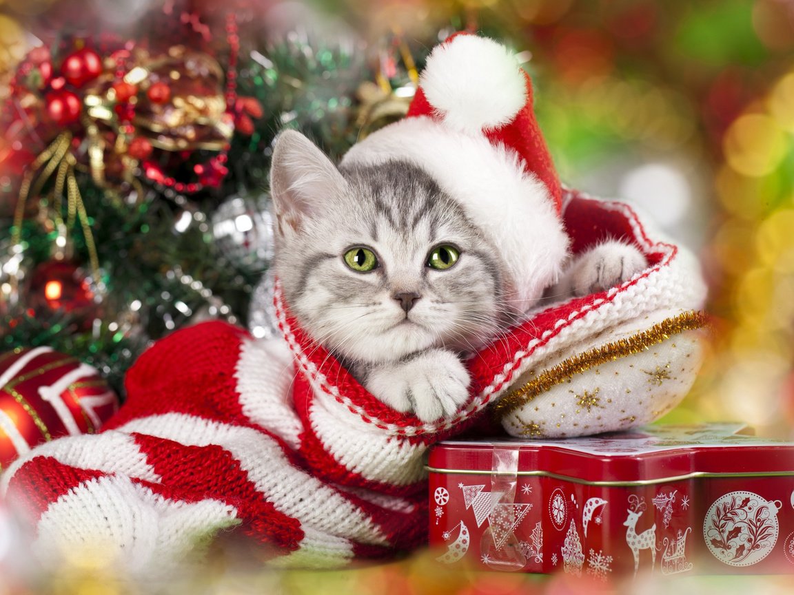 Обои новый год, колпак, елка, кот, мордочка, усы, кошка, взгляд, подарки, котенок, kitty, new year, cap, tree, cat, muzzle, mustache, look, gifts разрешение 2880x1800 Загрузить