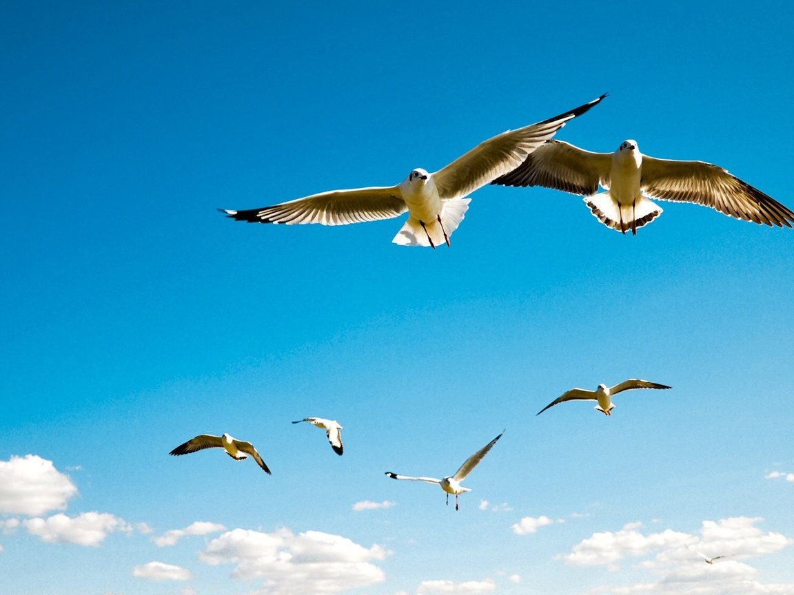 Обои небо, облака, полет, крылья, птицы, чайки, the sky, clouds, flight, wings, birds, seagulls разрешение 1920x1080 Загрузить